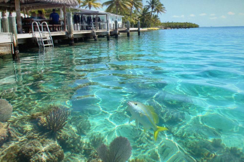 A yellowtail snapper held over a reef with clear turquoise water below