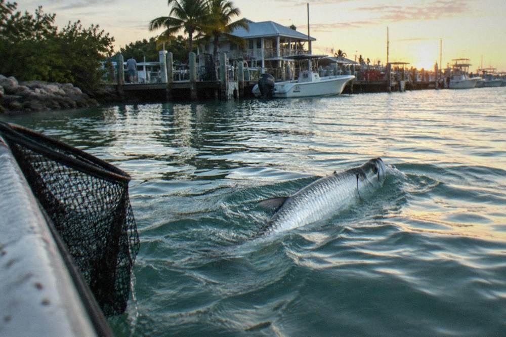 A tarpon rolling at the surface of a shallow channel at first light