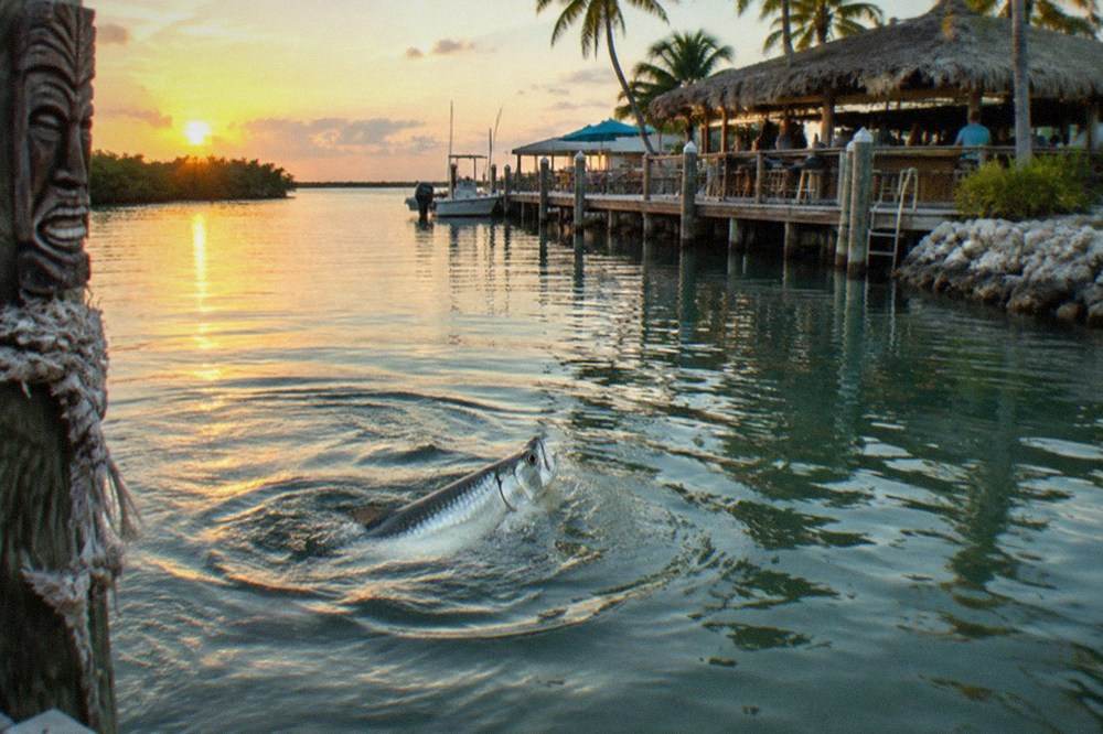 A tarpon rolling at the surface of a shallow channel in golden evening light