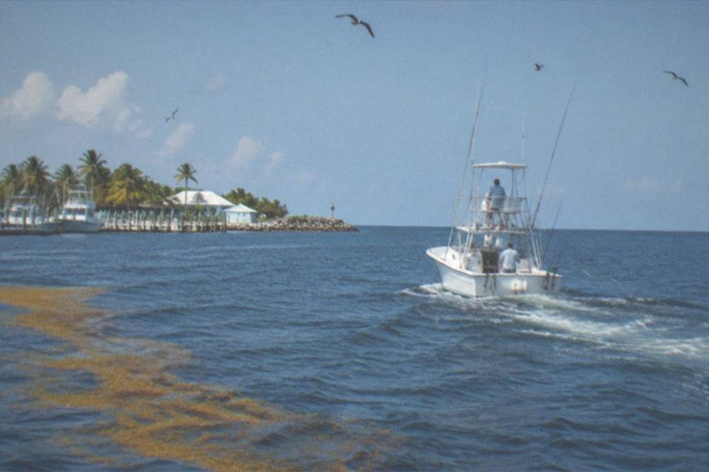 A sportfishing boat running offshore past a line of sargassum weed in deep blue water